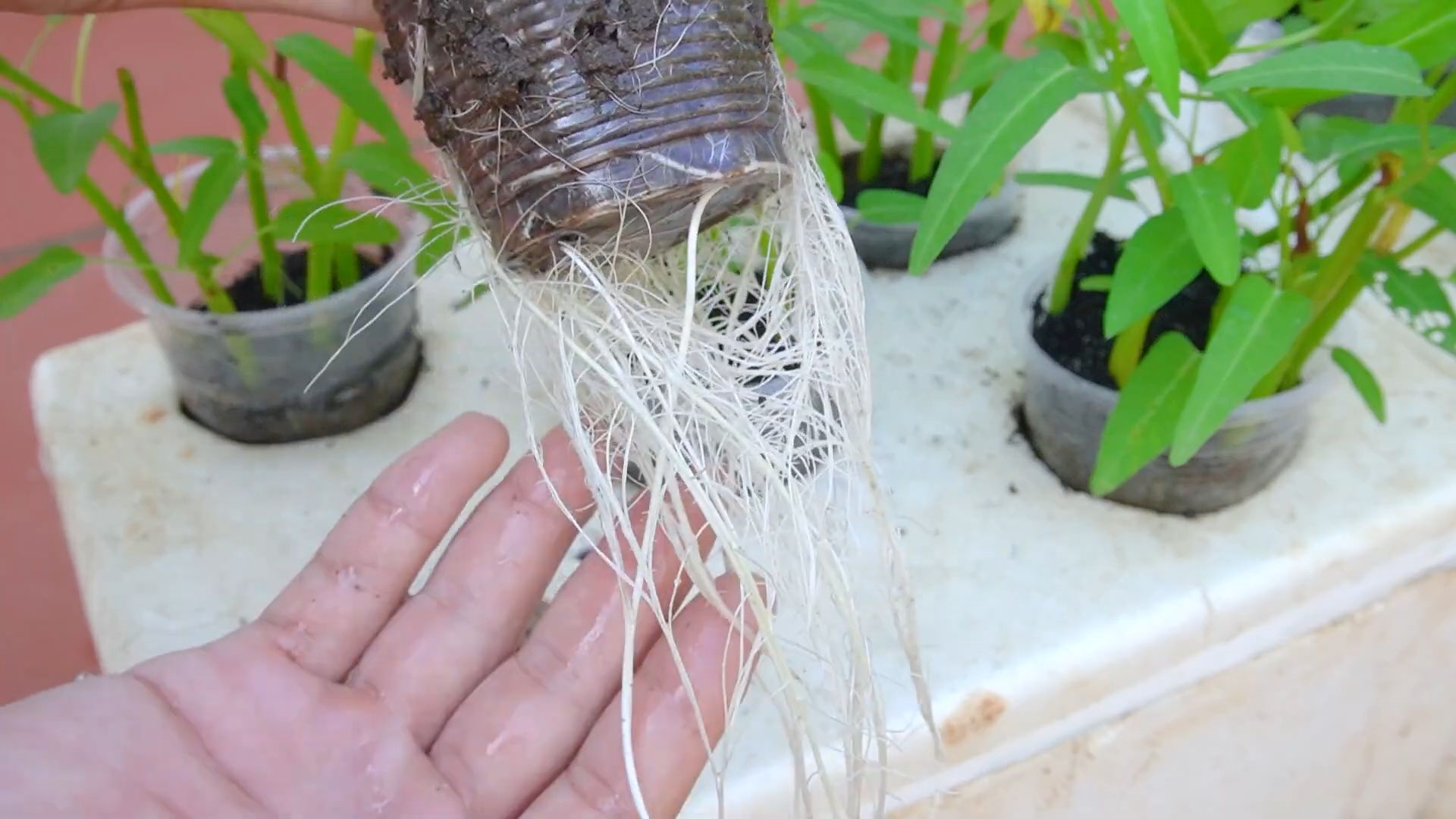 Grow water spinach easily