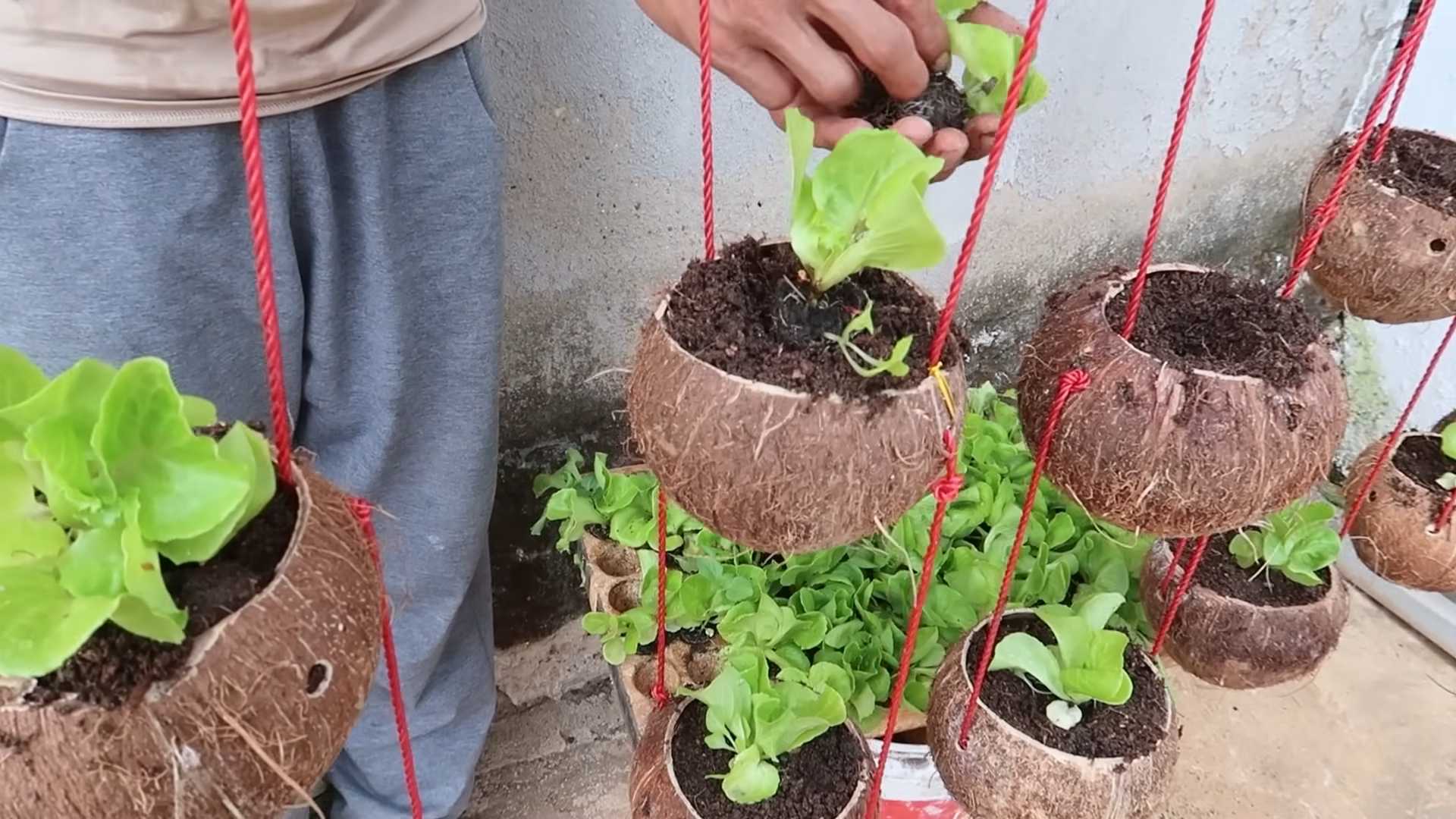 Coconut shell lettuce