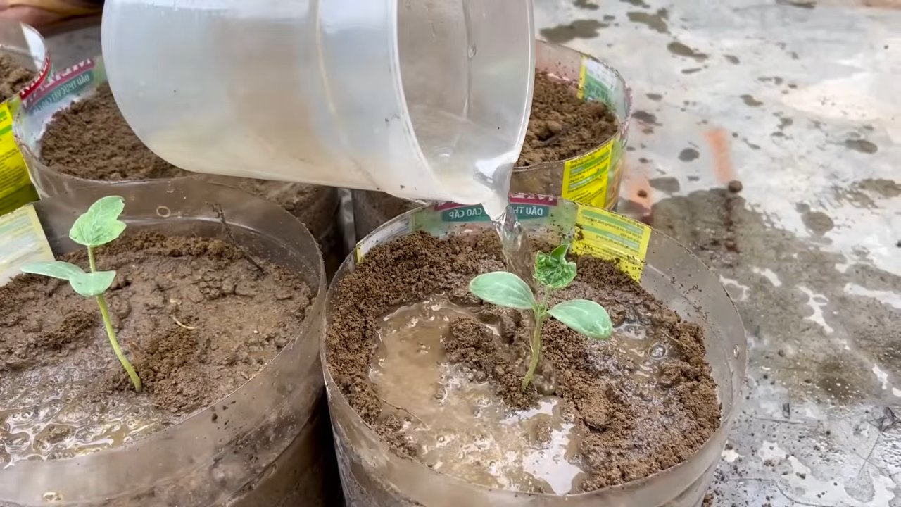 Grow More Watermelons