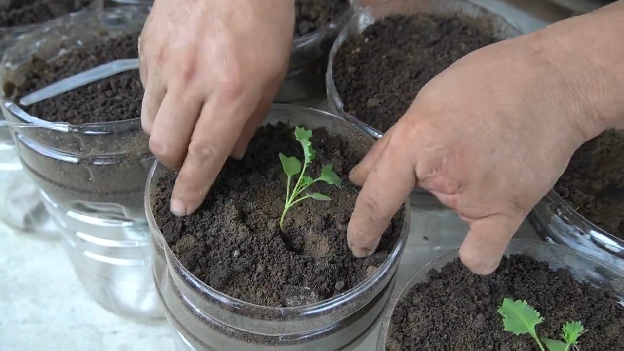 DIY Kale Bottle System