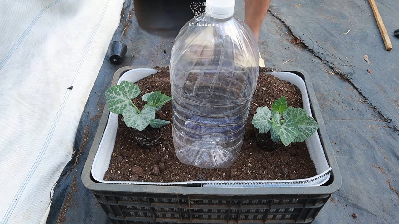 DIY pumpkin drip irrigation