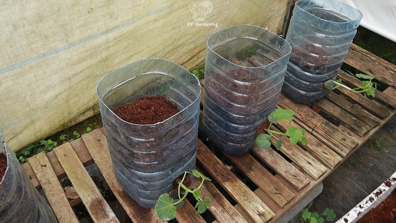 Rooftop okra gardening
