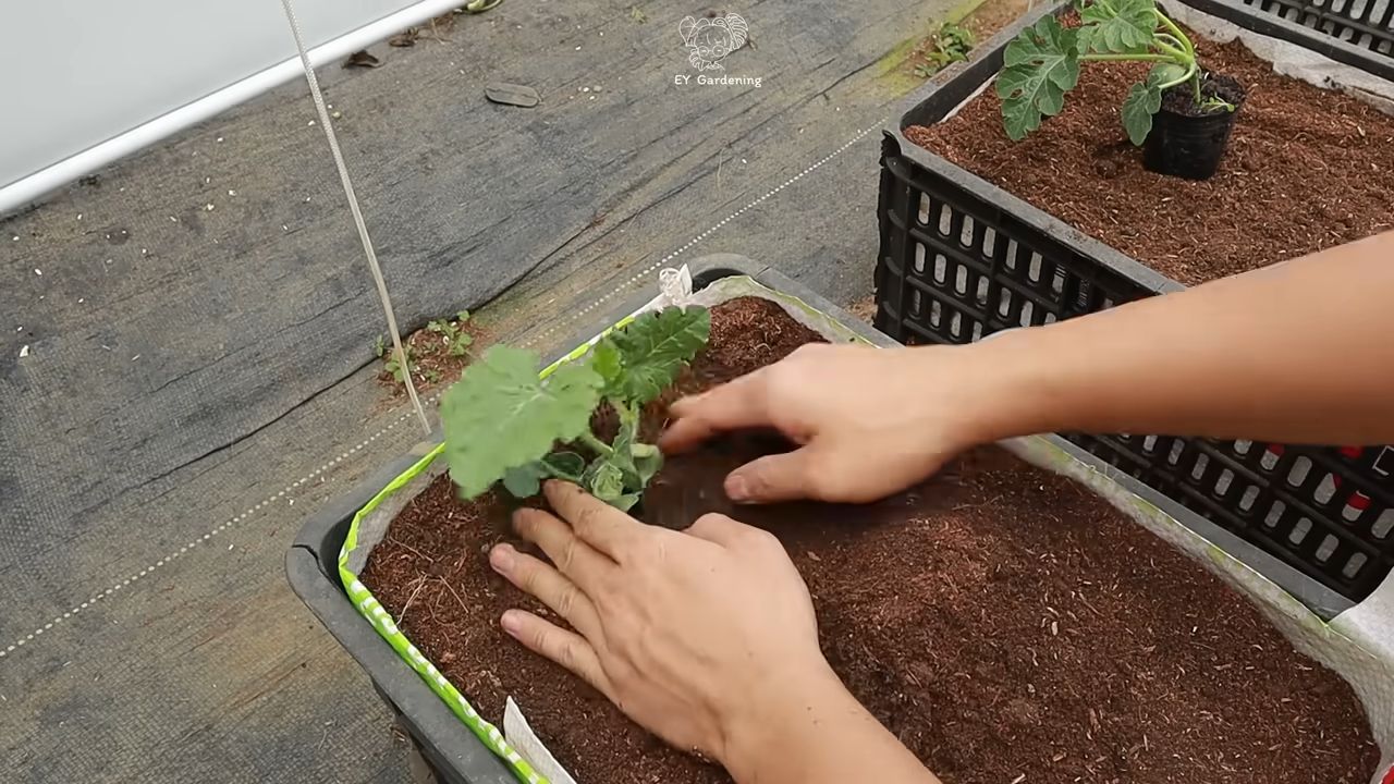 Growing Watermelons Small Spaces