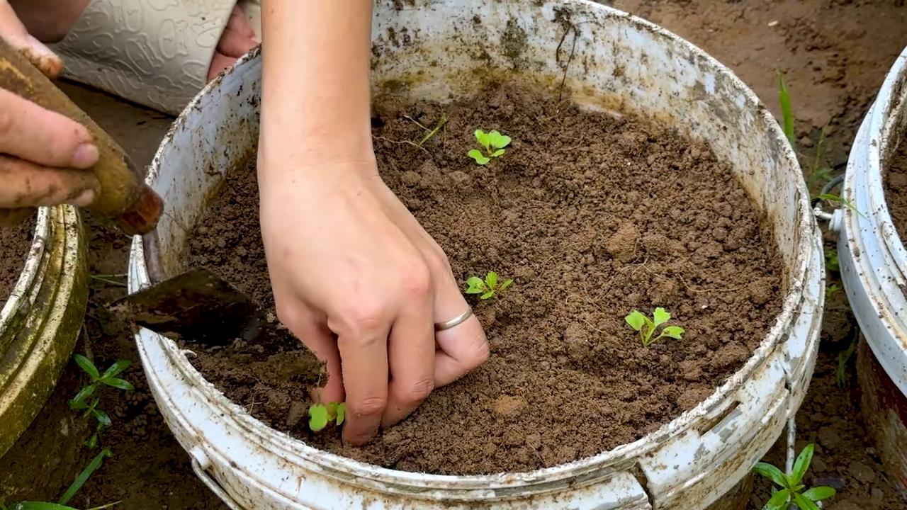 Growing pineapples at home
