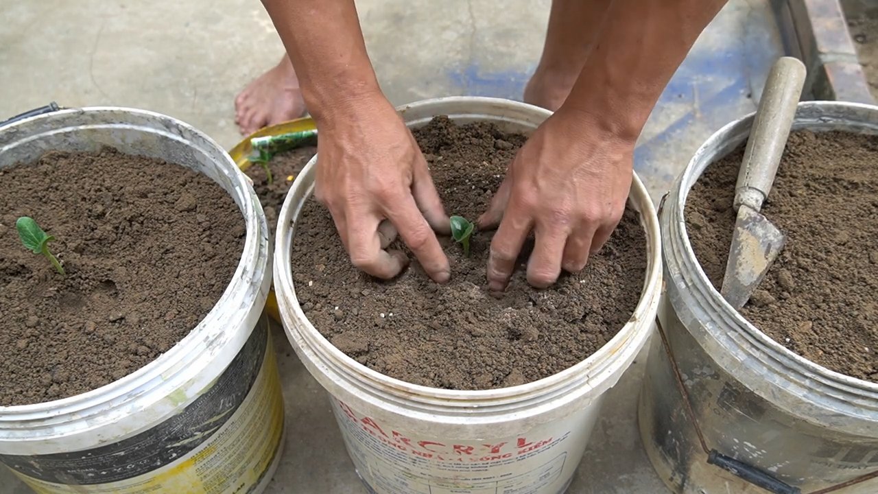 Low Maintenance Zucchini Setup