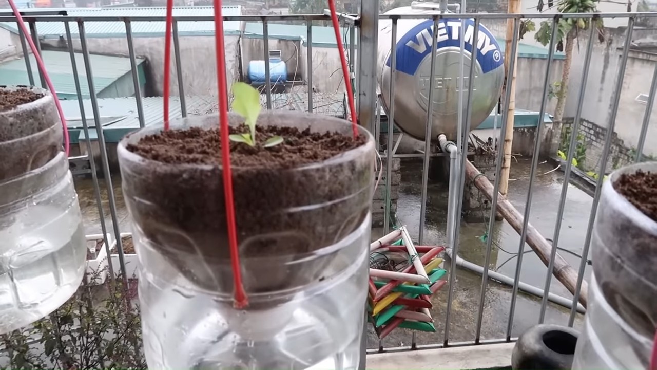 DIY self-watering hanging lettuce