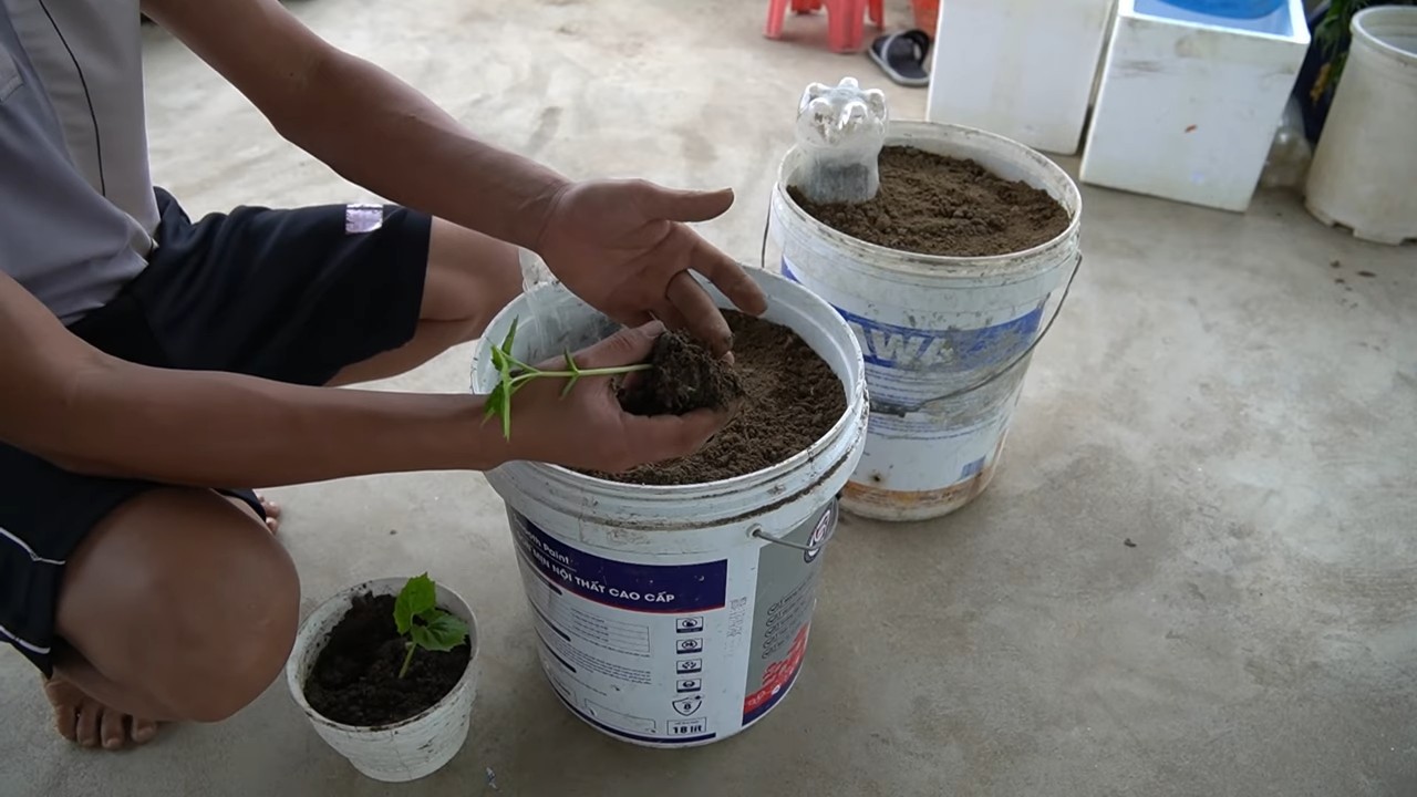 Grow Bitter Melon in Tub
