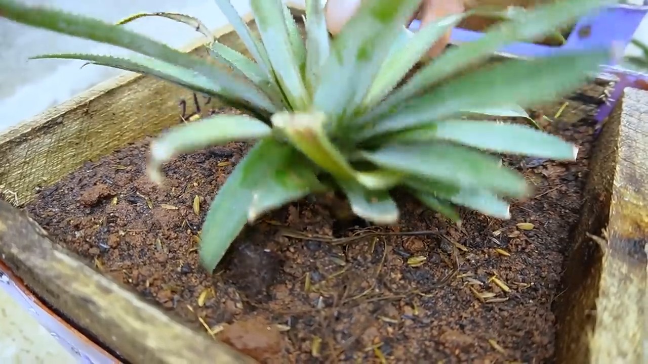 Grow Pineapple in Plastic Chair