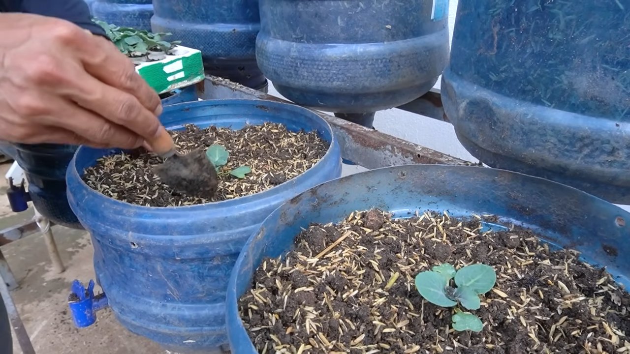 Grow Kailan Faster