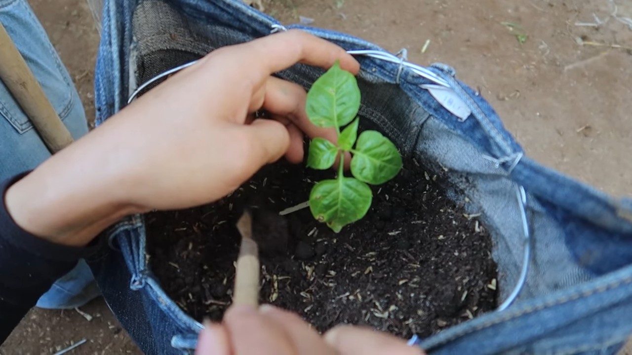 DIY pepper plant support