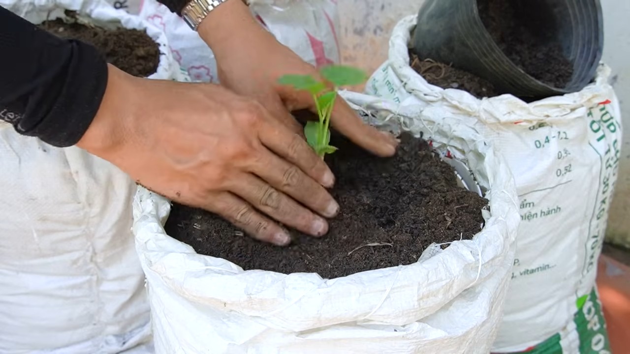 Growing cantaloupes in bags