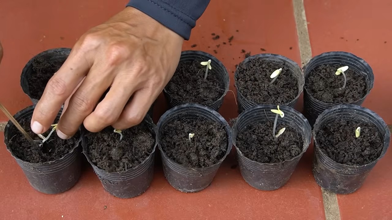 Cucumber Growth Booster