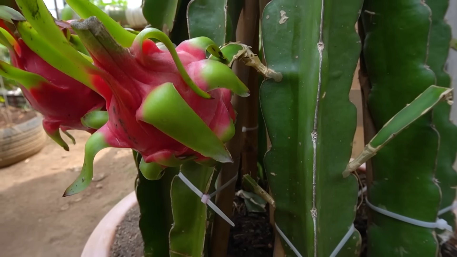 Growing Red Dragon Fruit Home