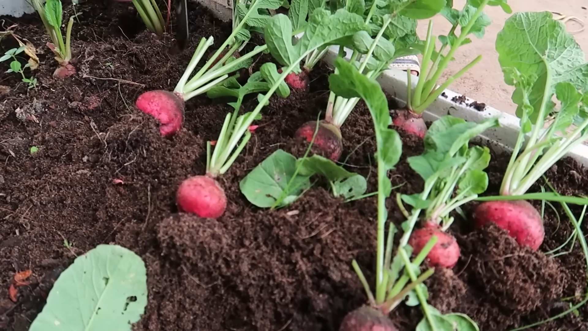 Winter Radish Prep