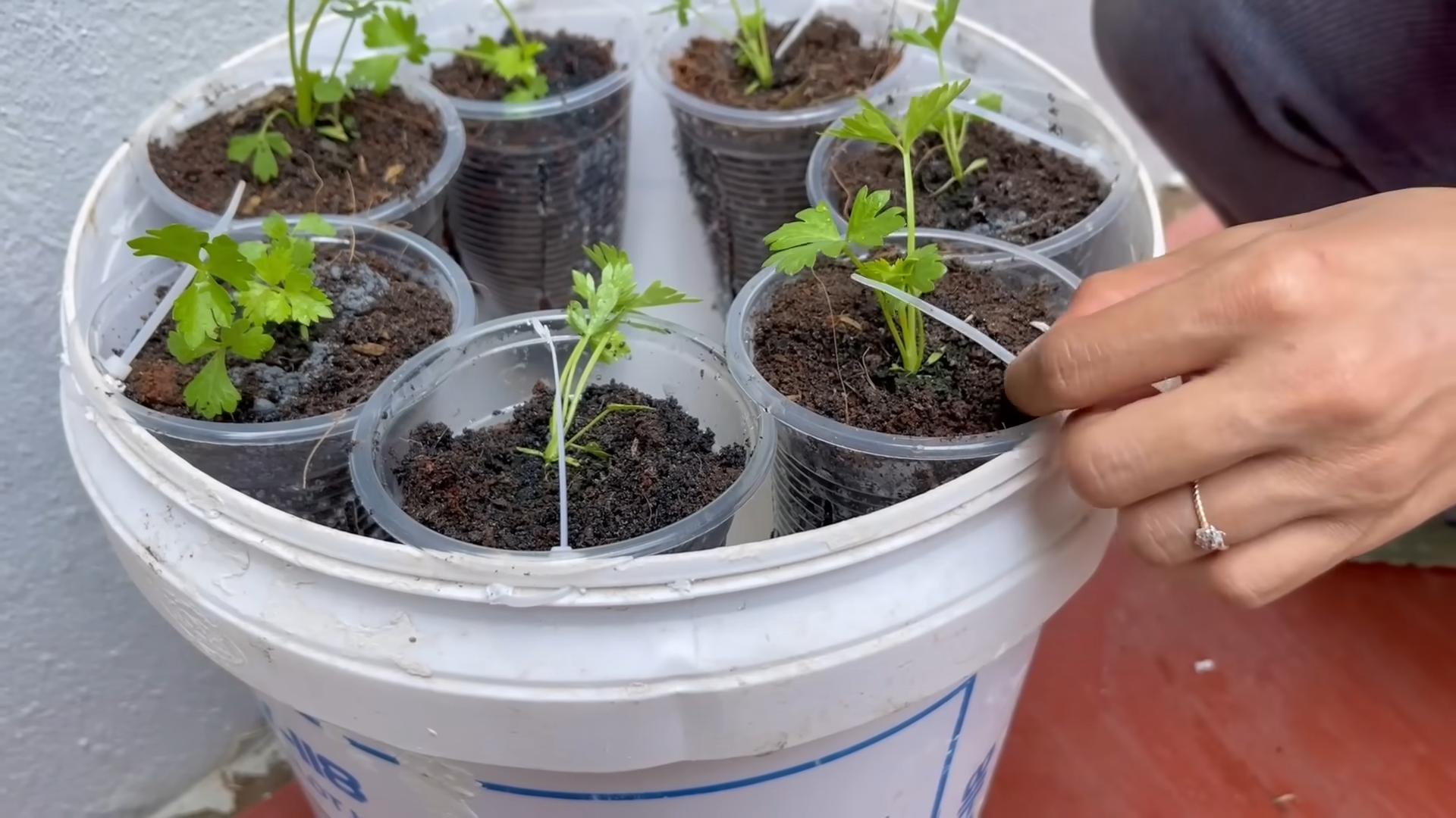 Celery Growing Tips