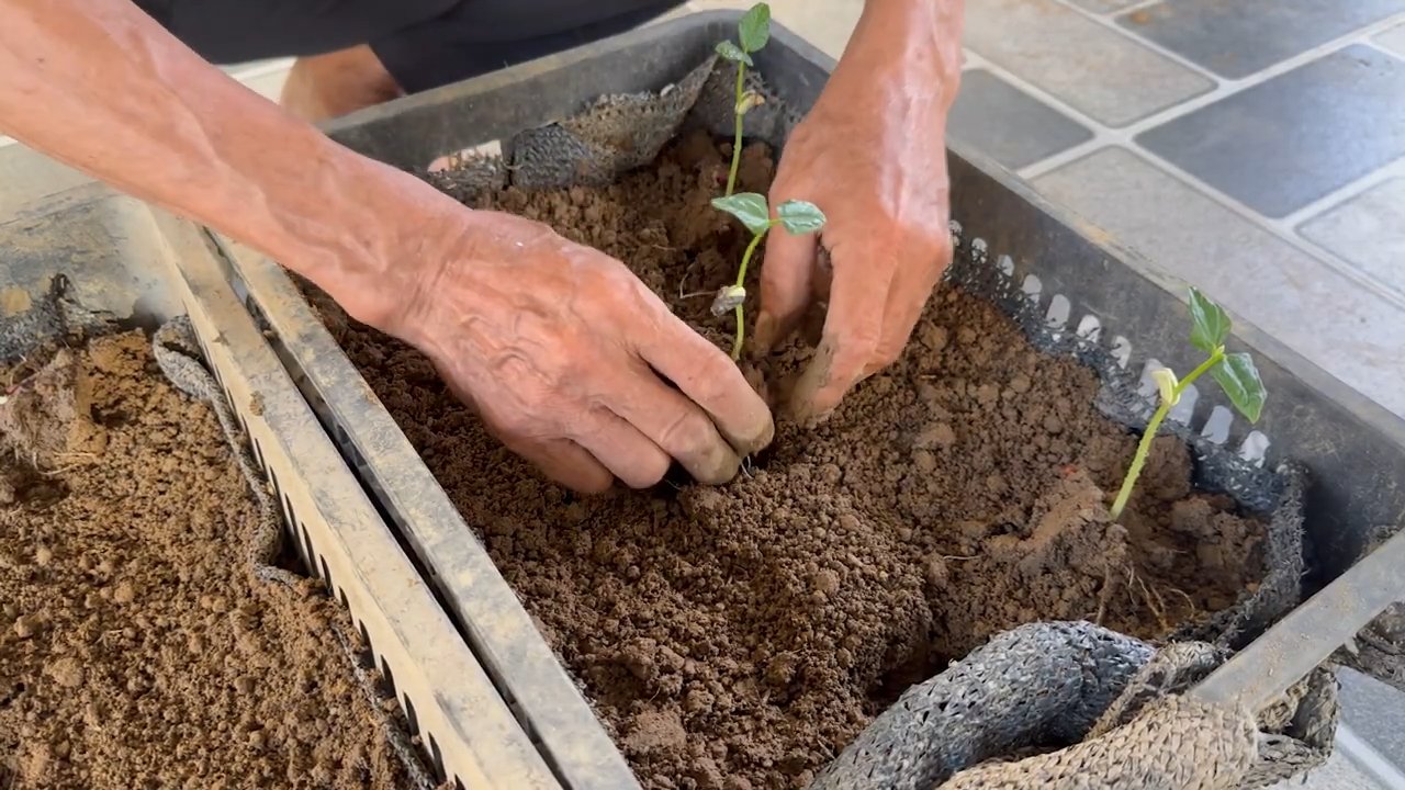 Cowpea garden low maintenance