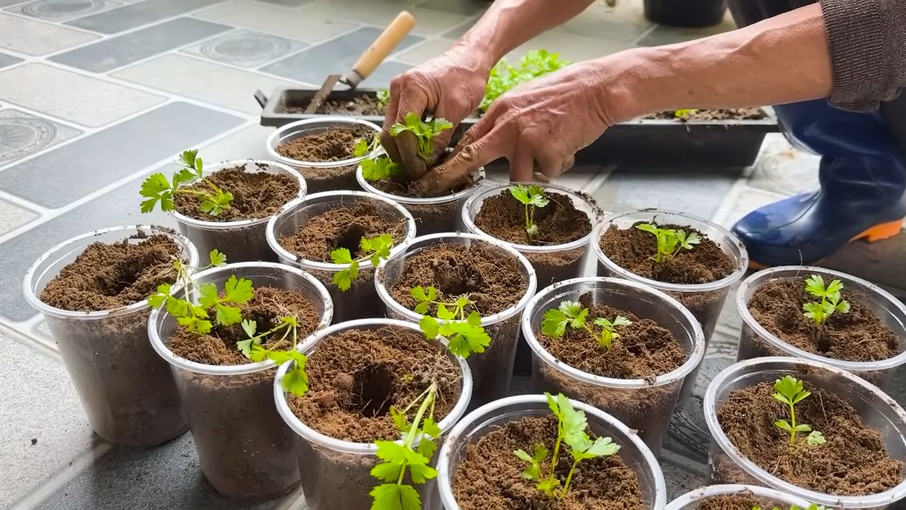 Stone Based Celery Growing