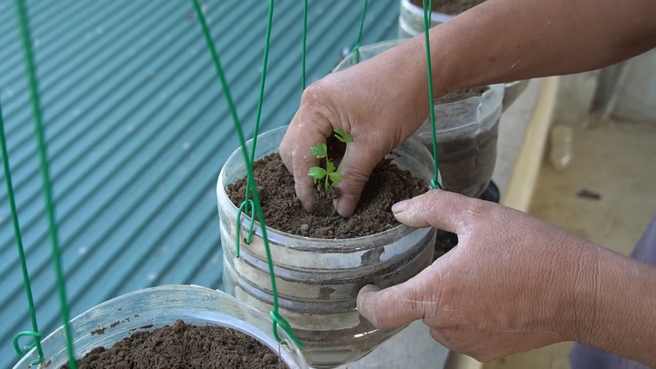 Vertical Celery Garden