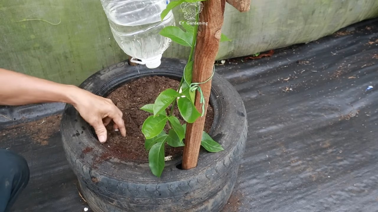 Grow passion fruit at home