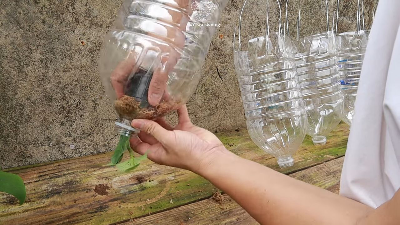 Upside Down Eggplant Growing