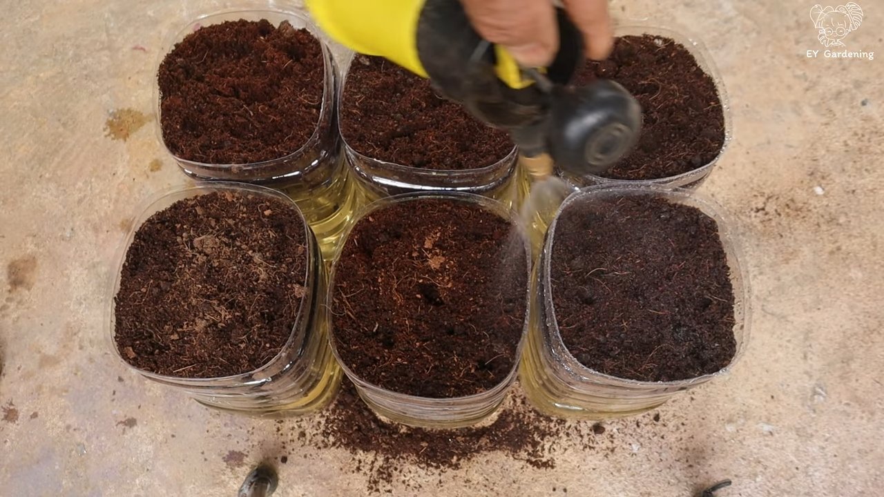 Growing green onions from bottles