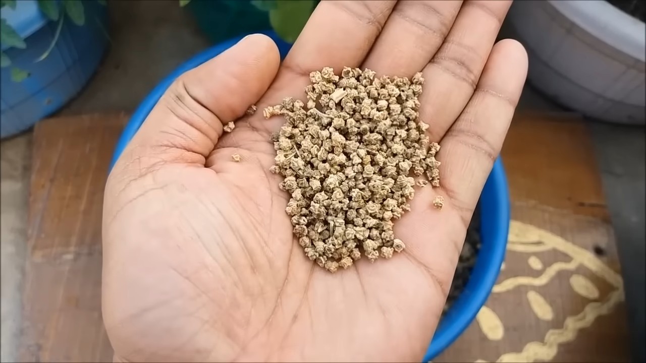 Growing Spinach at Home
