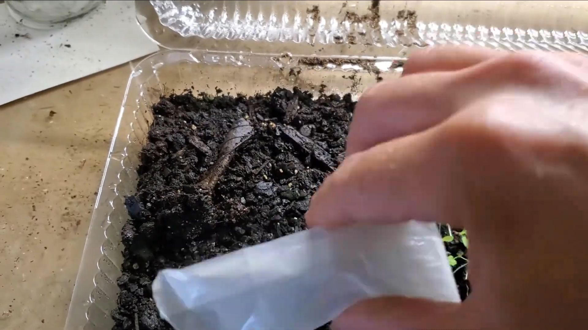 Coral Bells Growing From Seed
