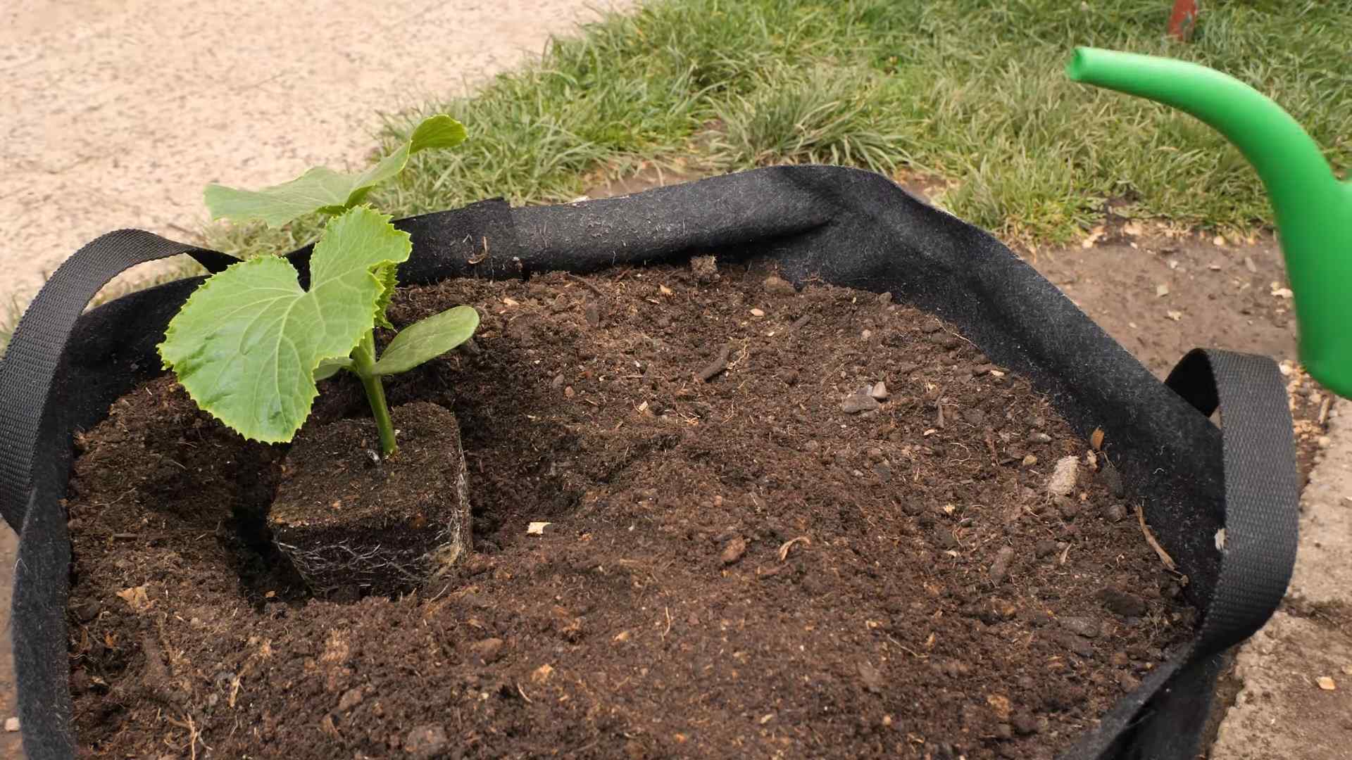 Cucumber Growing Tips