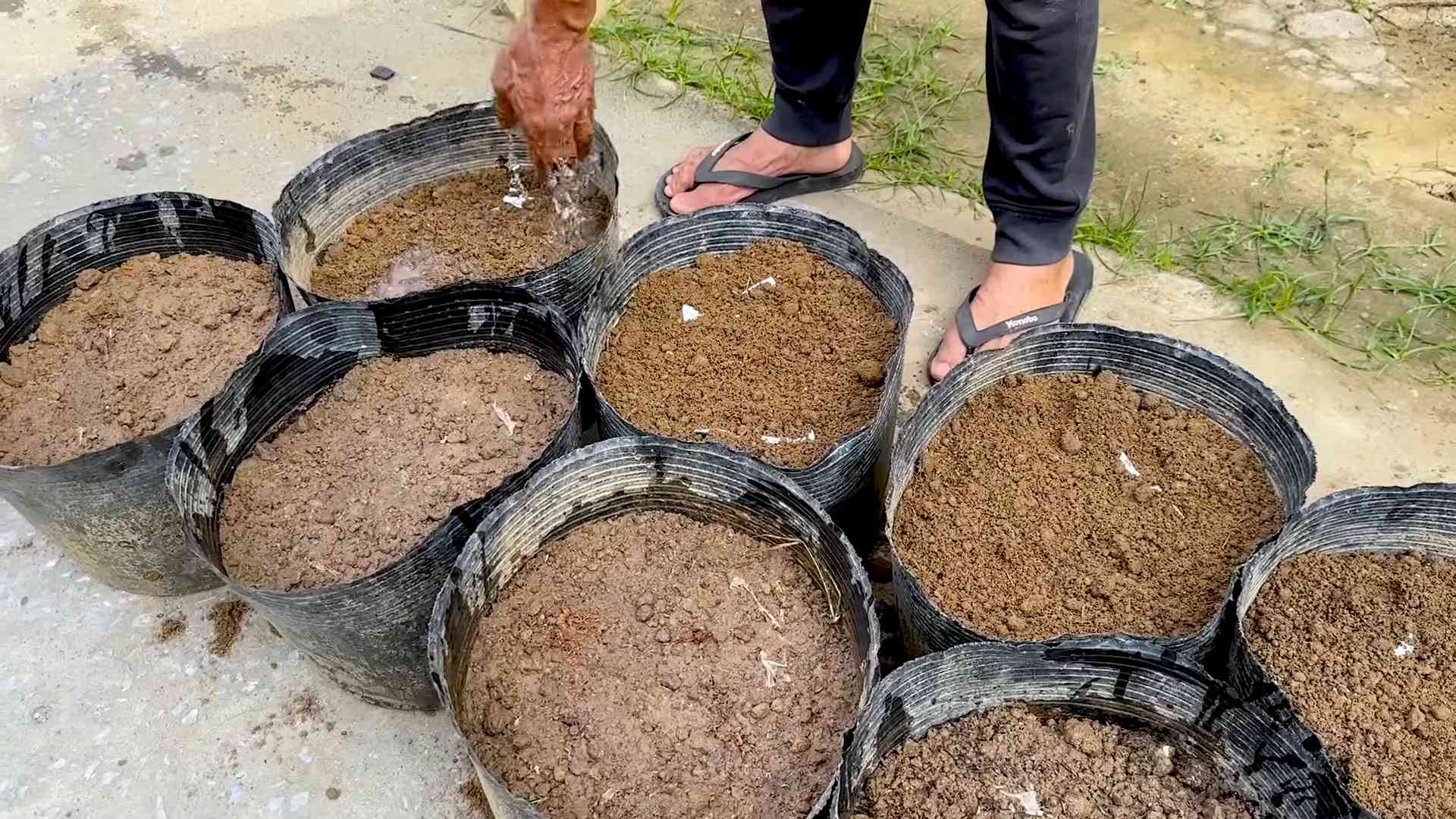 Grow Yardlong Beans