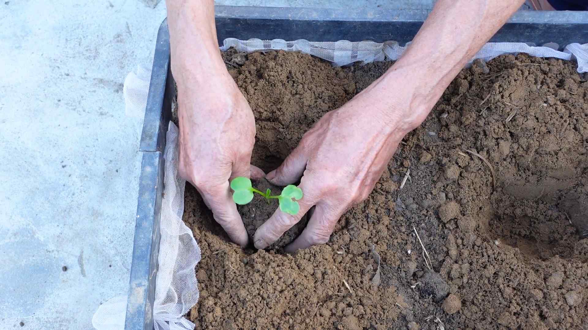 Radish Growing Home
