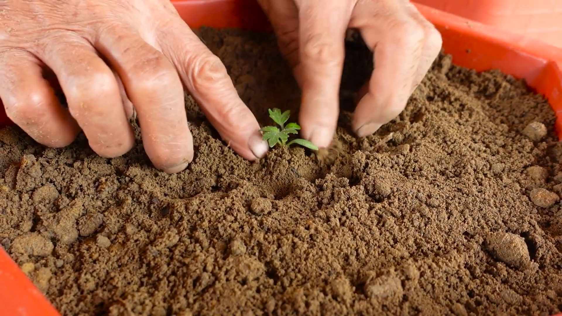 Balcony Tomato Growing Tips
