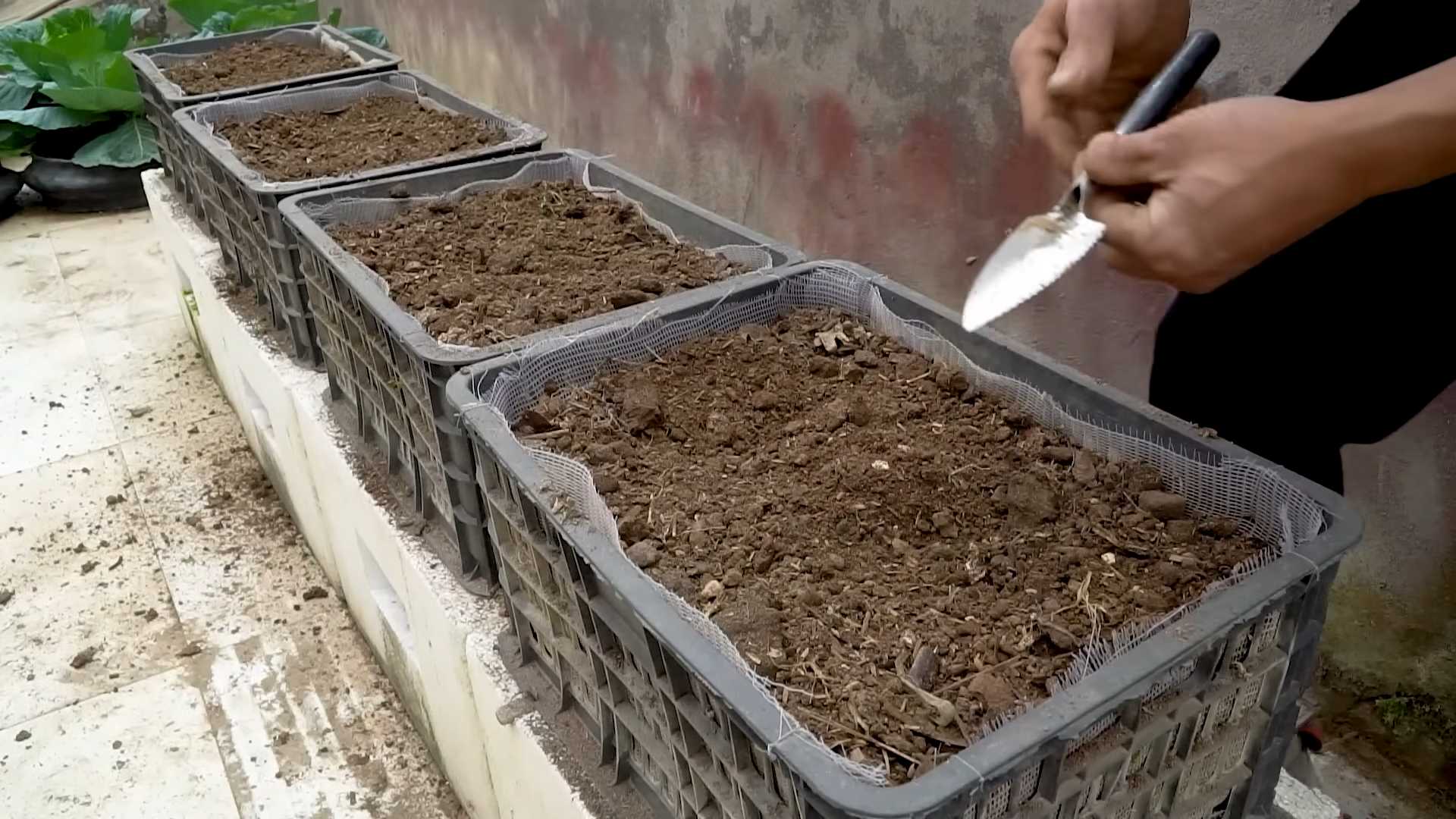 Growing Zucchini in Containers