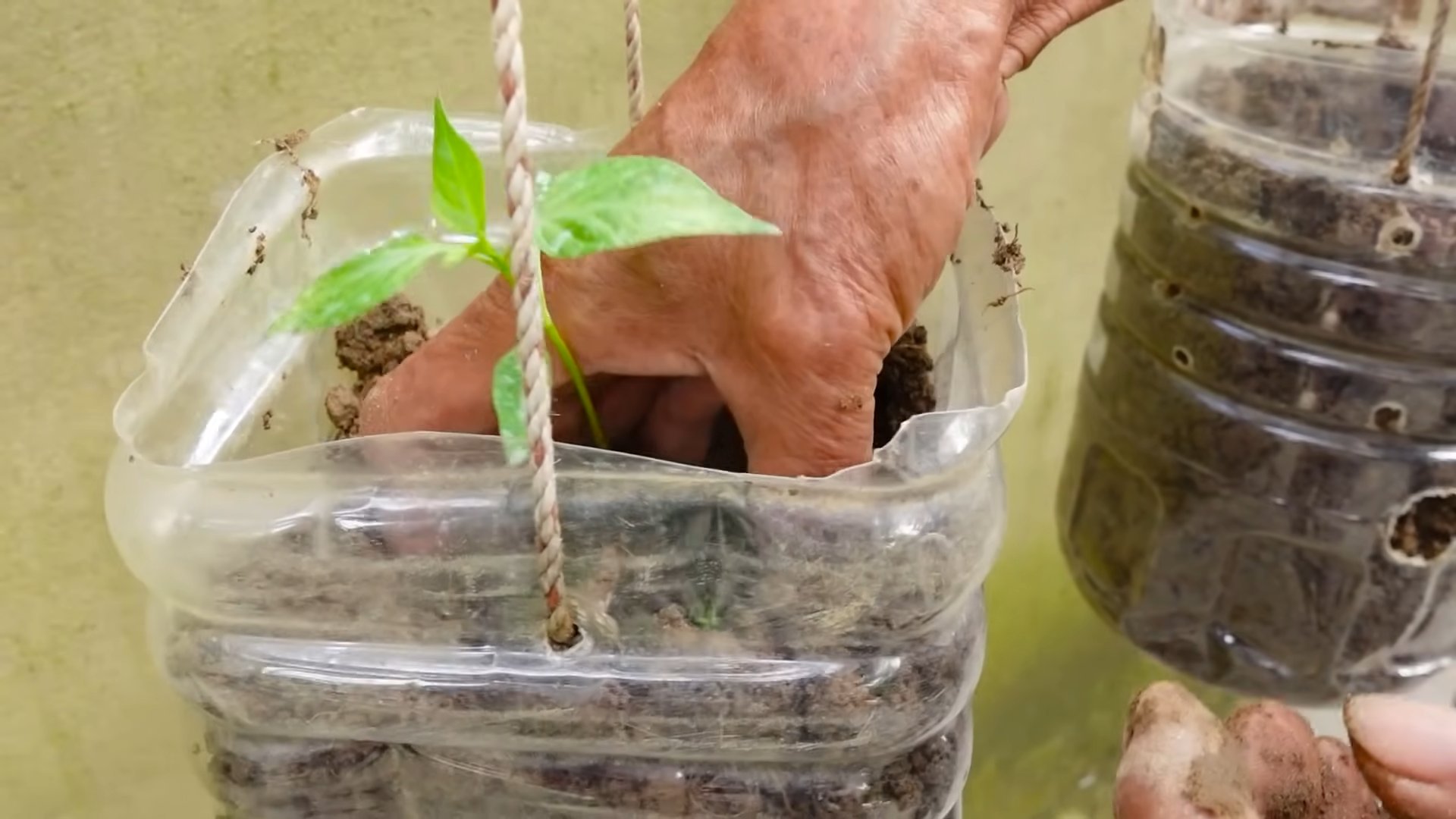 Grow Chili Peppers