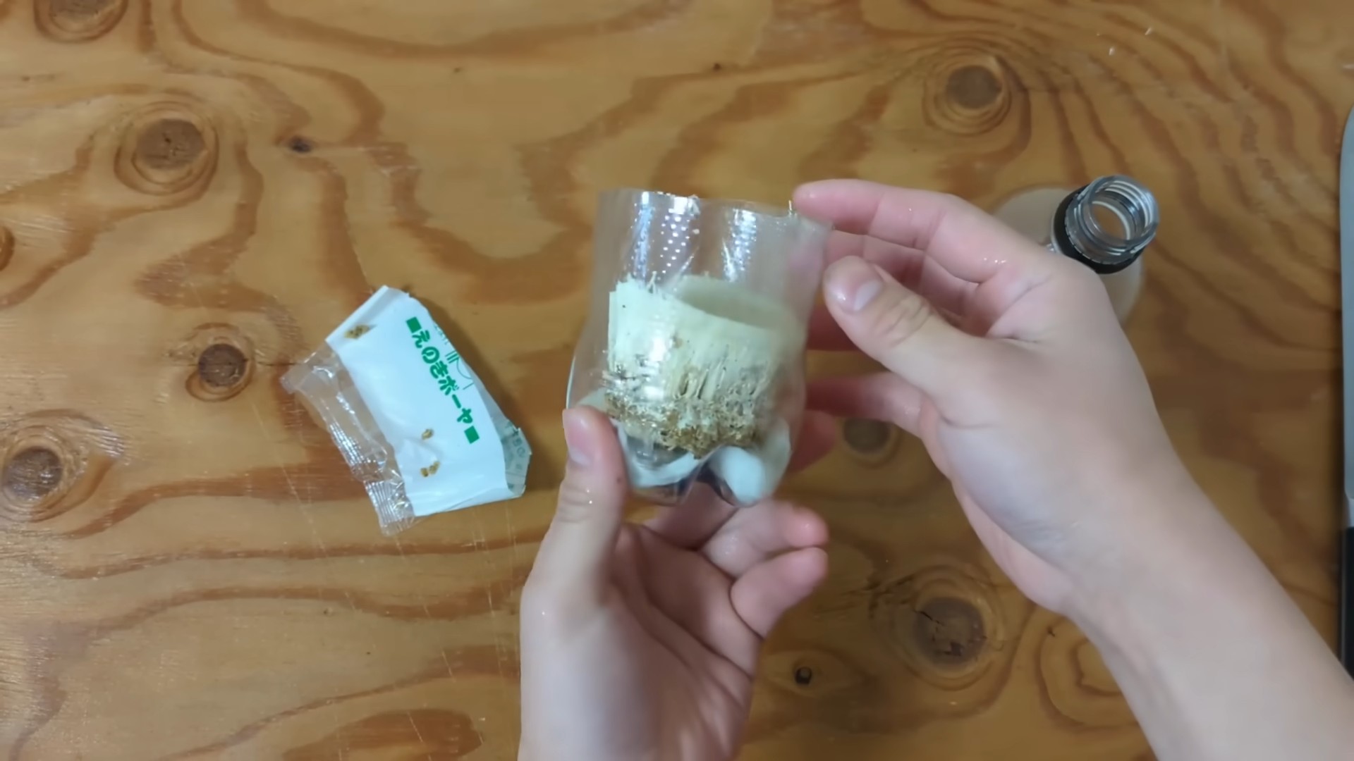 Enoki Mushroom Regrow At Home