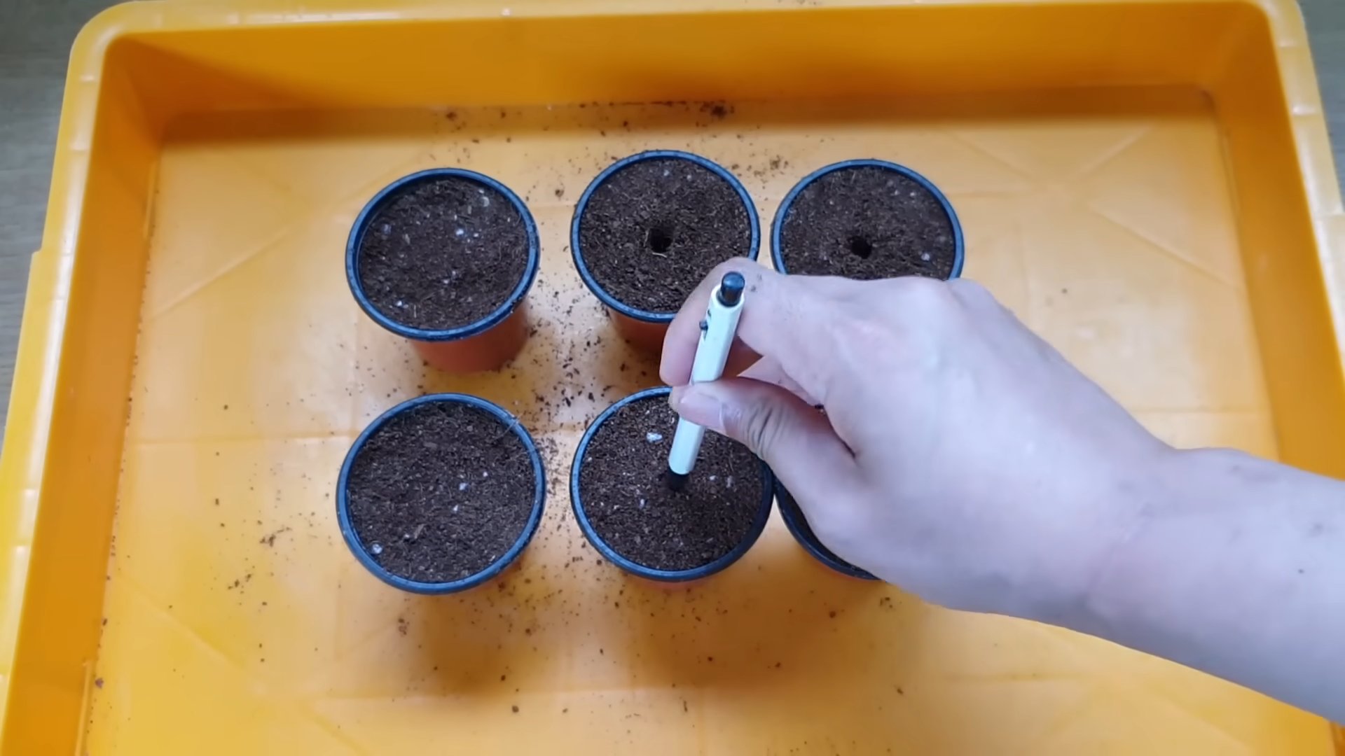 Lemon Tree Seeds Planting