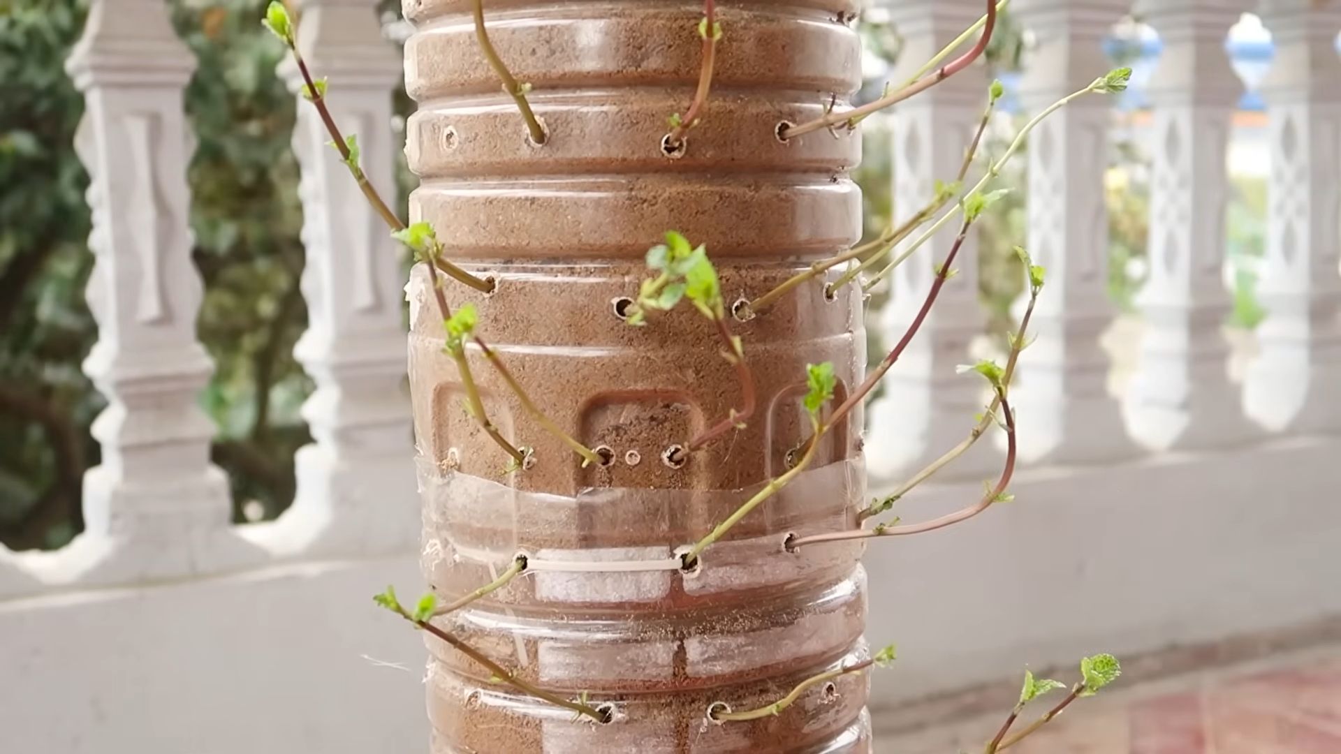 Grow Yardlong Beans