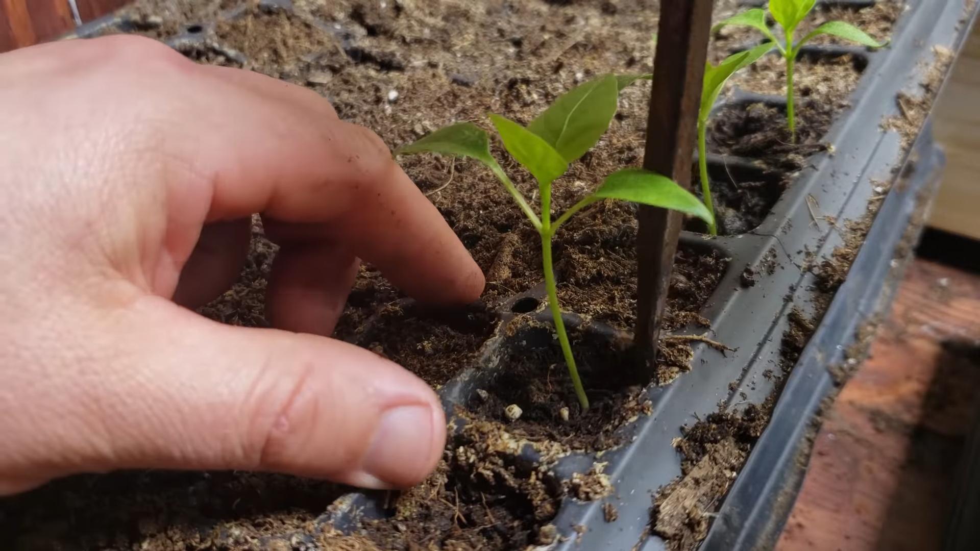 Grow Peppers Indoors Small Space