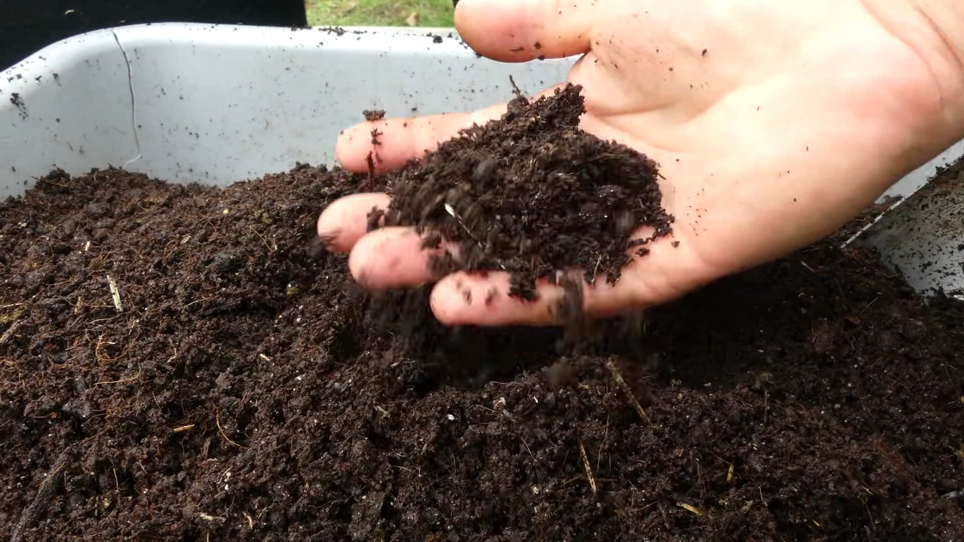 Carrots in Containers
