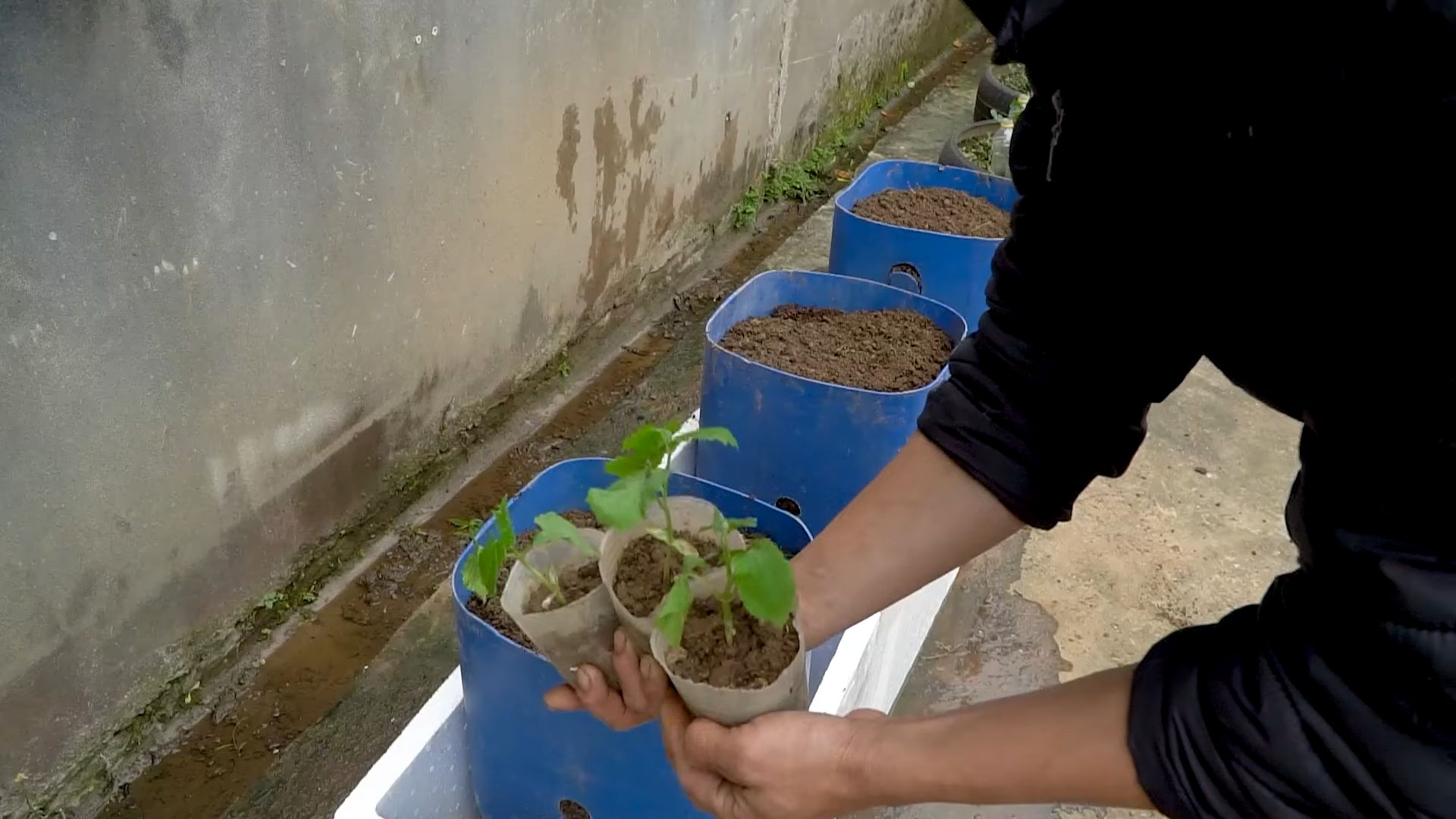 Growing Bitter Gourd Beginners