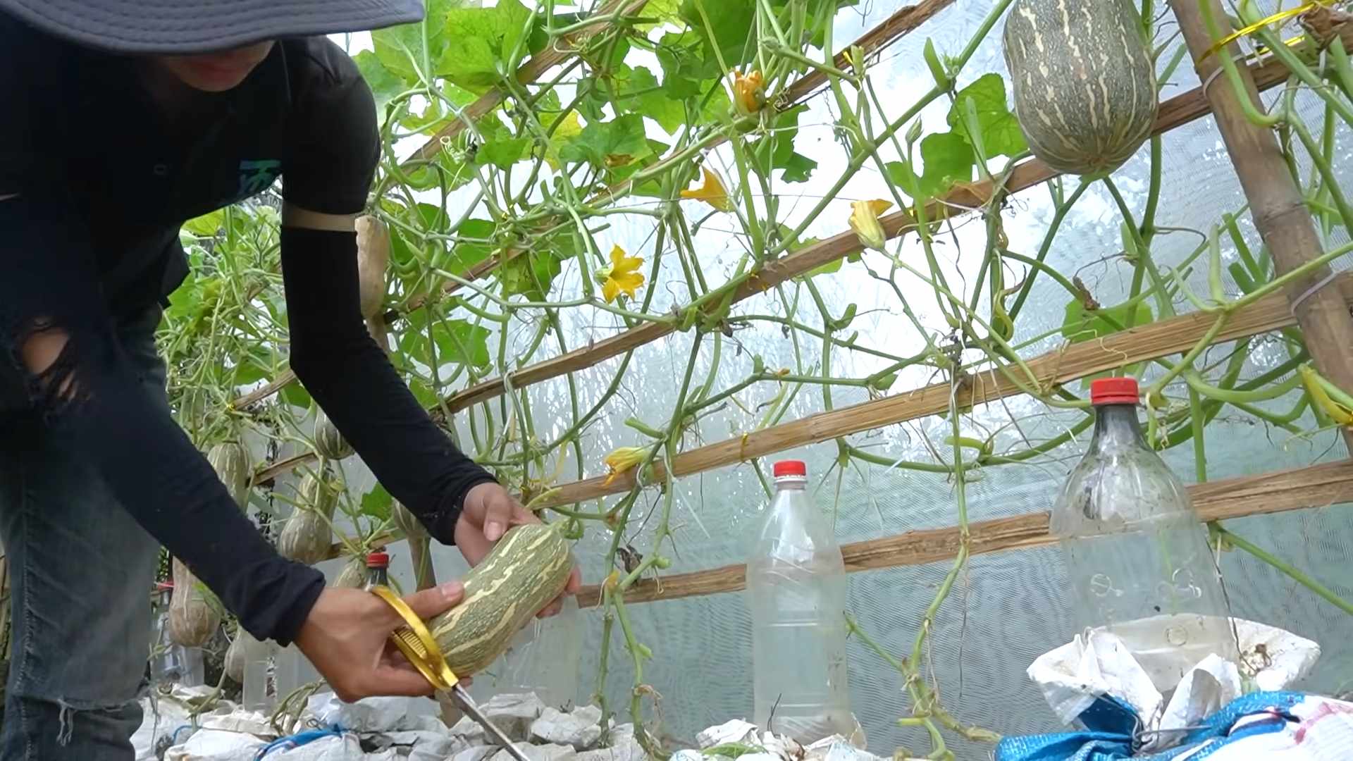 Growing Butternut Squash Containers