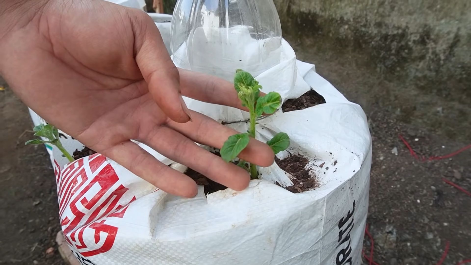 Potato growing no garden