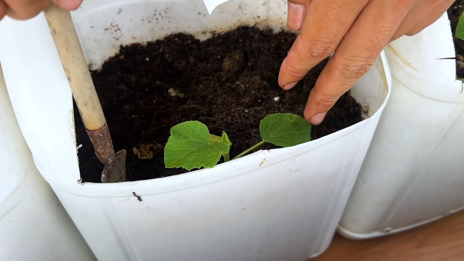 Easy Melon Planting Hack