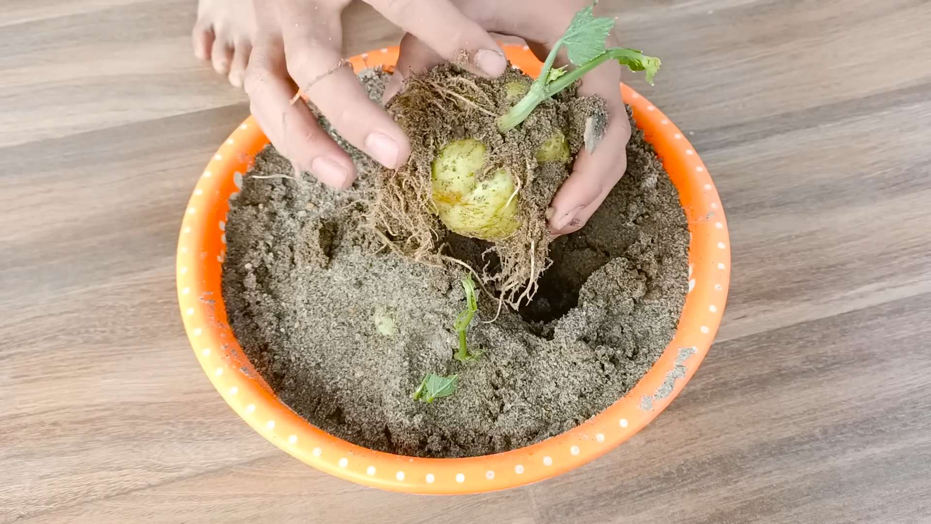 Growing Chayote Terrace