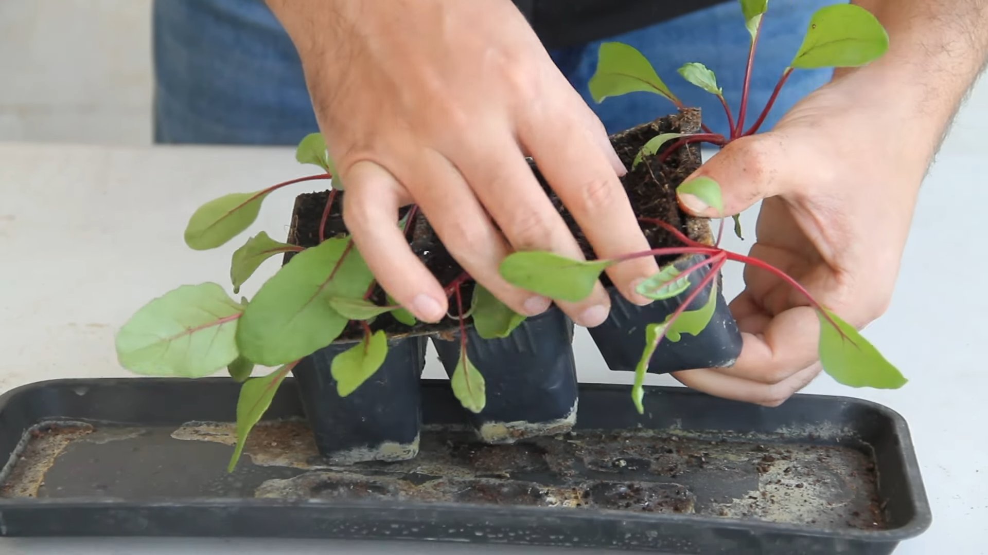 Beets in Containers