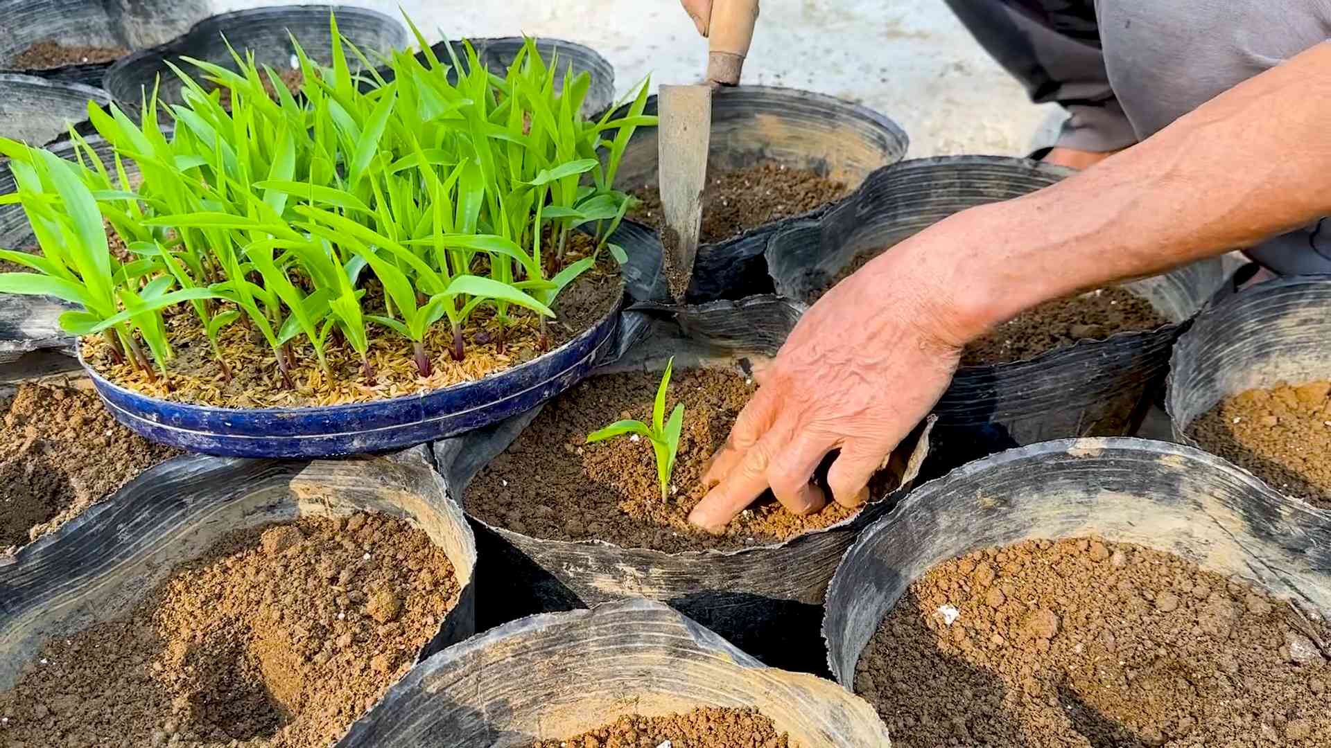 Rooftop Corn Growing DIY