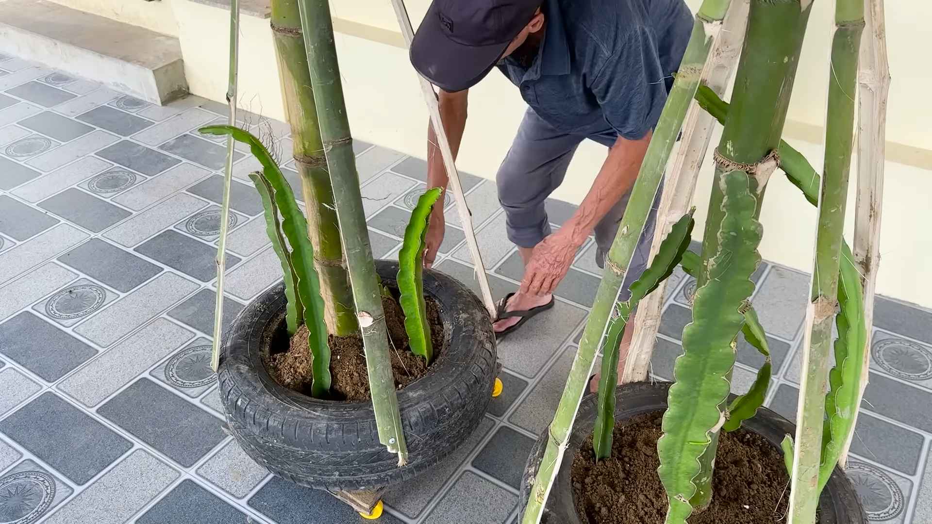 Growing Dragon Fruit at Home