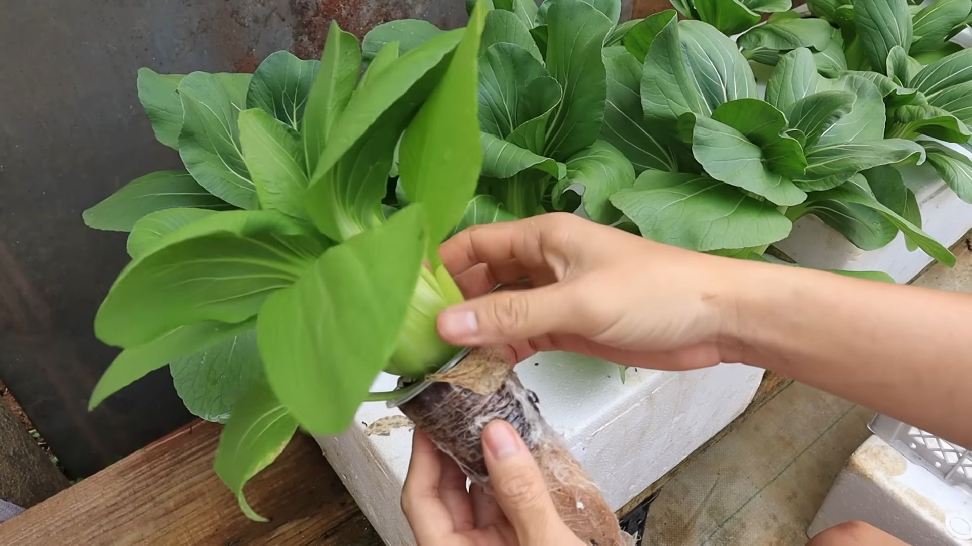 Home Hydroponics for Fresh Vegetables