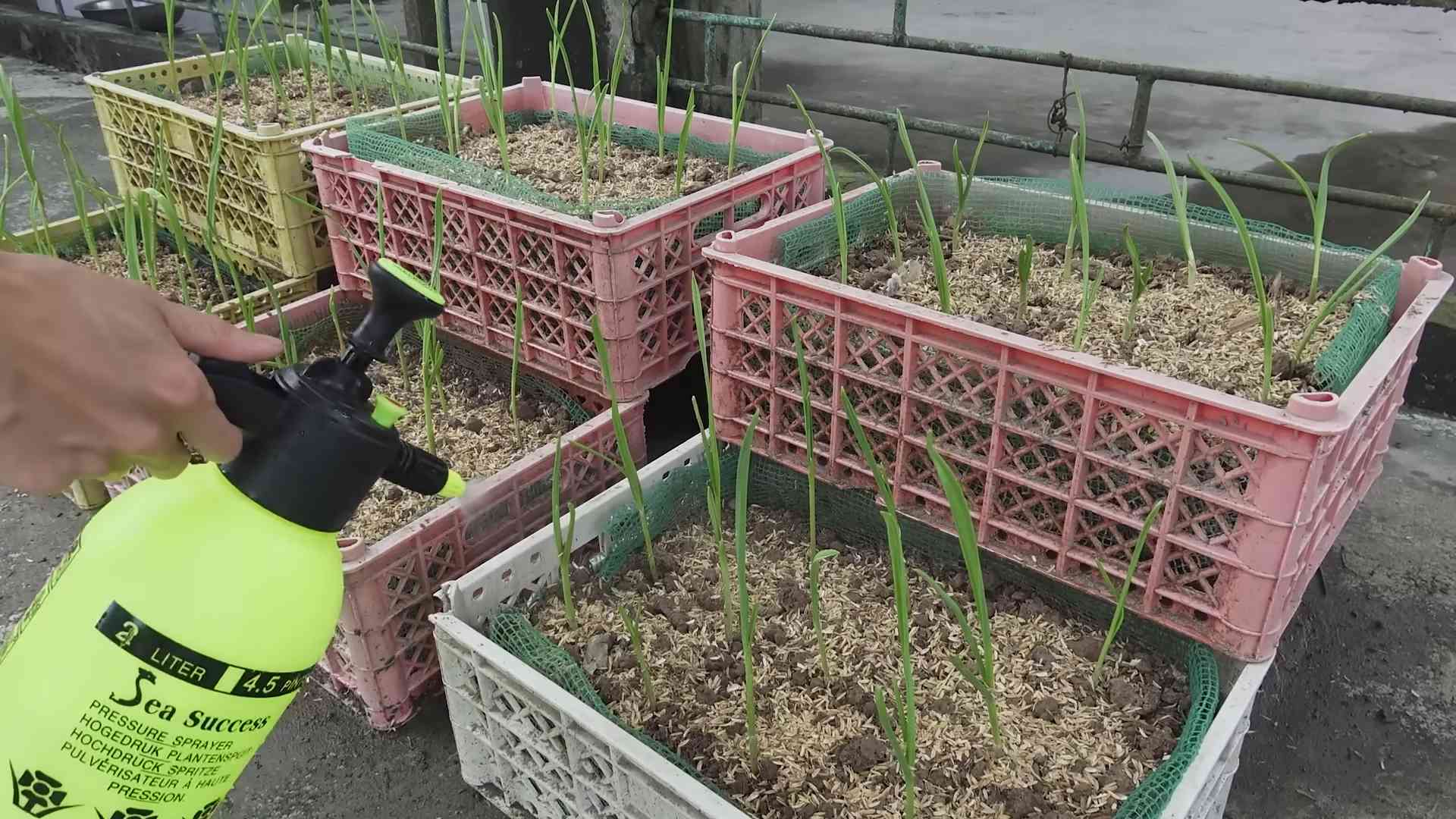 Sprouting Garlic in Plastic Bottles