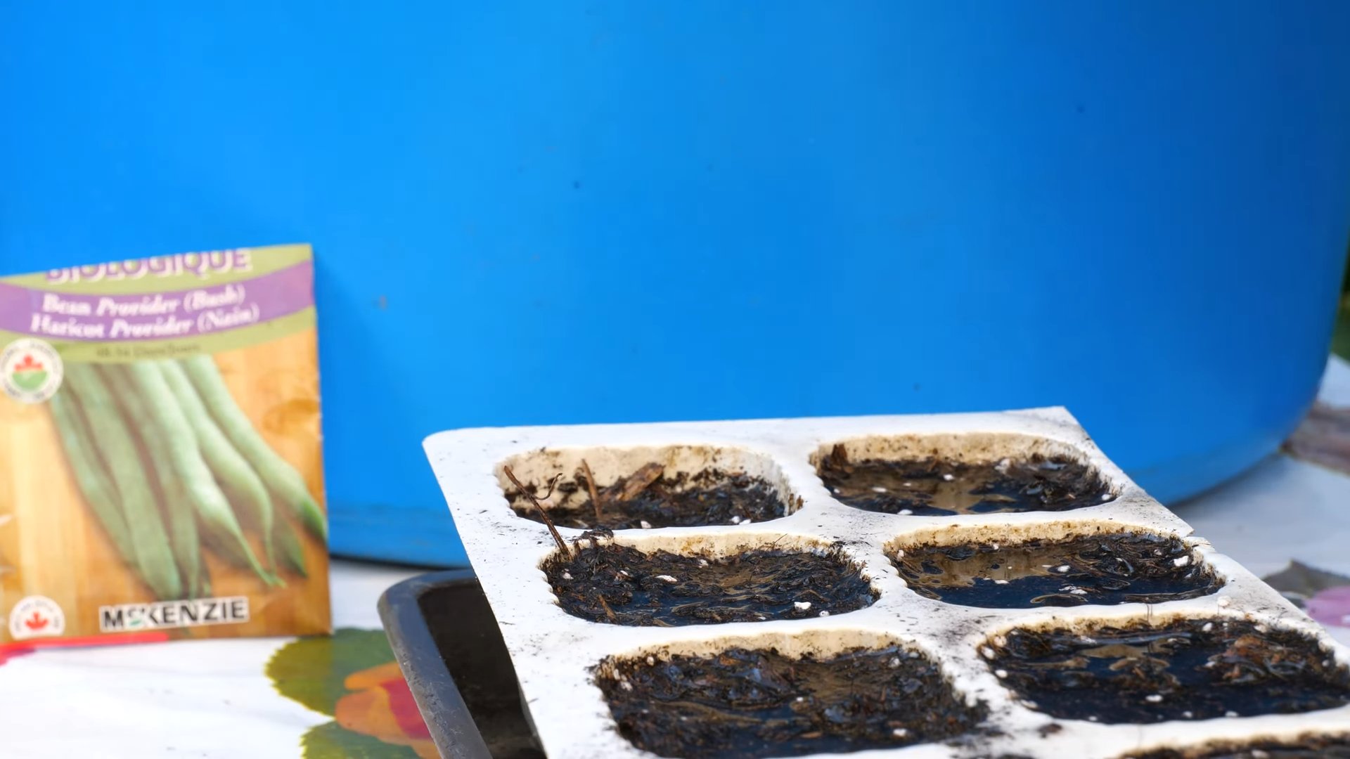 Grow Green Beans at Home