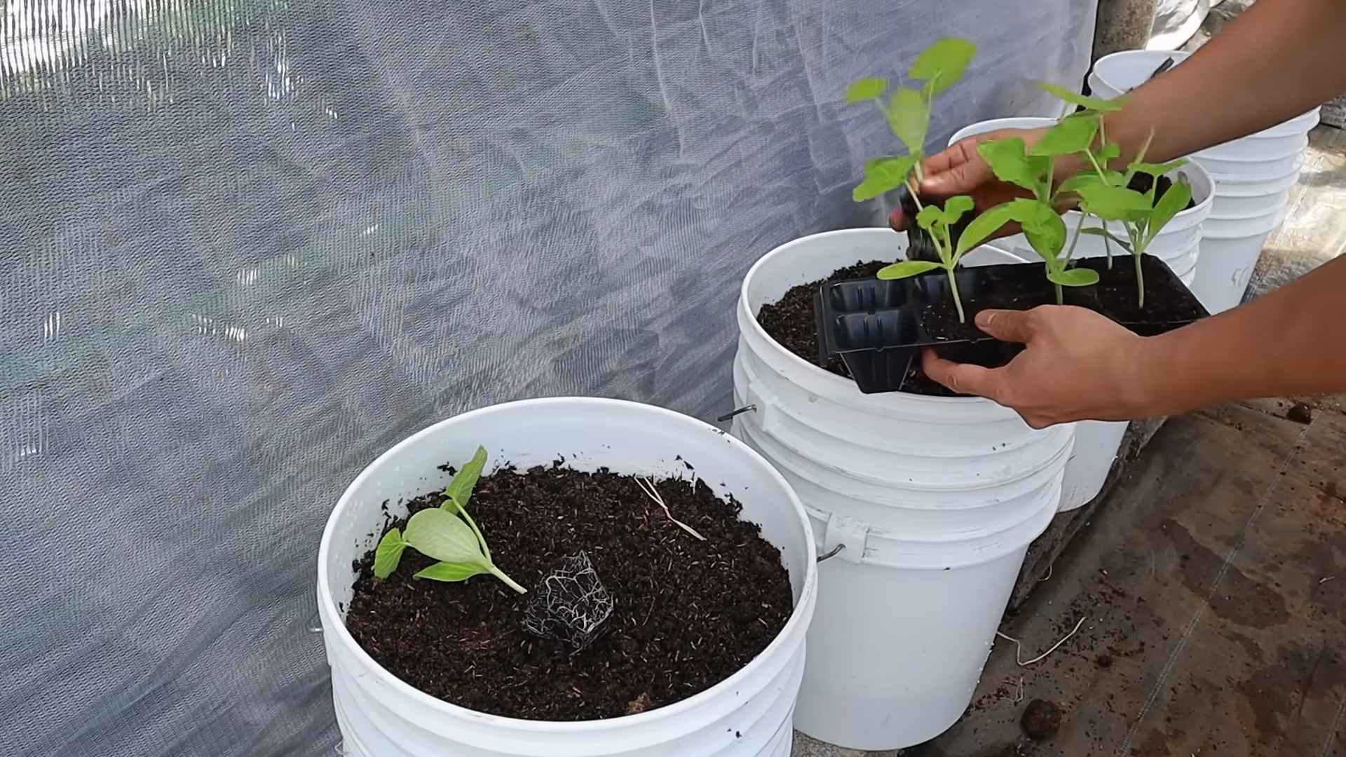Growing Zucchini at Home